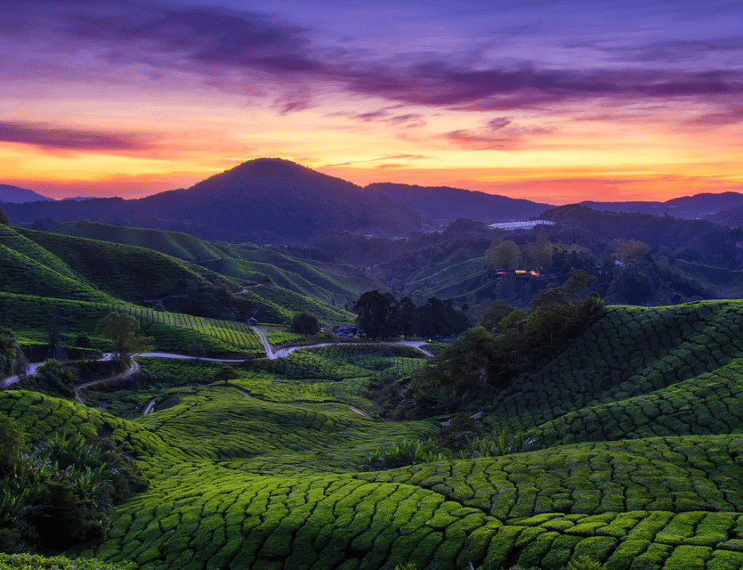 From Kuala Lumpur: Cameron Highlands Private Guided Tour - Unique Experiences