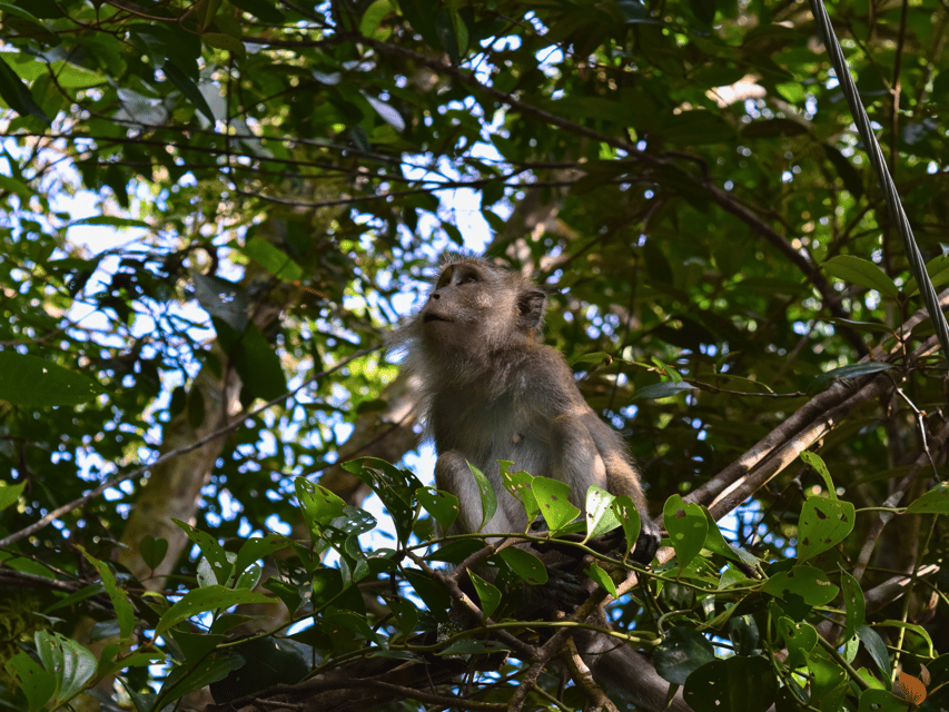 From Kuala Lumpur: Taman Negara National Park Private Tour - Itinerary Highlights