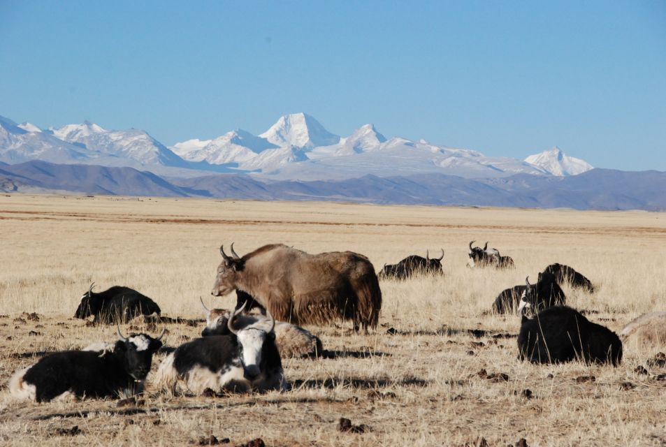 From Lhasa: 14-DAY Tour With 3-Day Trek Around Mount Everest - Detailed Itinerary