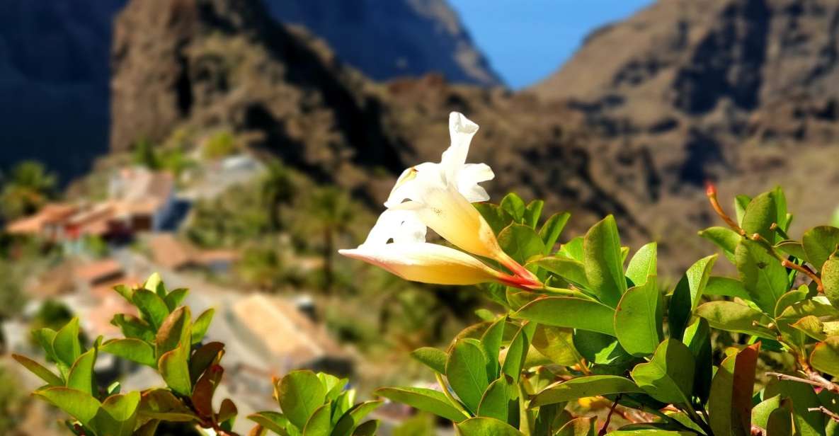 From Los Gigantes: Masca Canyon Hike With Water Taxi Return - Hiking Experience