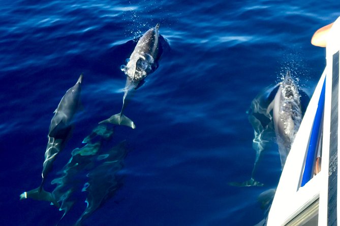 From Maalaea: Lanai Snorkel & Dolphin Encounter on Quicksilver - Inclusions and Amenities