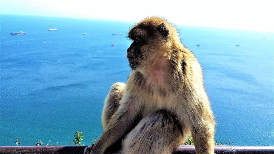 From Málaga or Marbella: Private Gibraltar Tour - Itinerary and Highlights