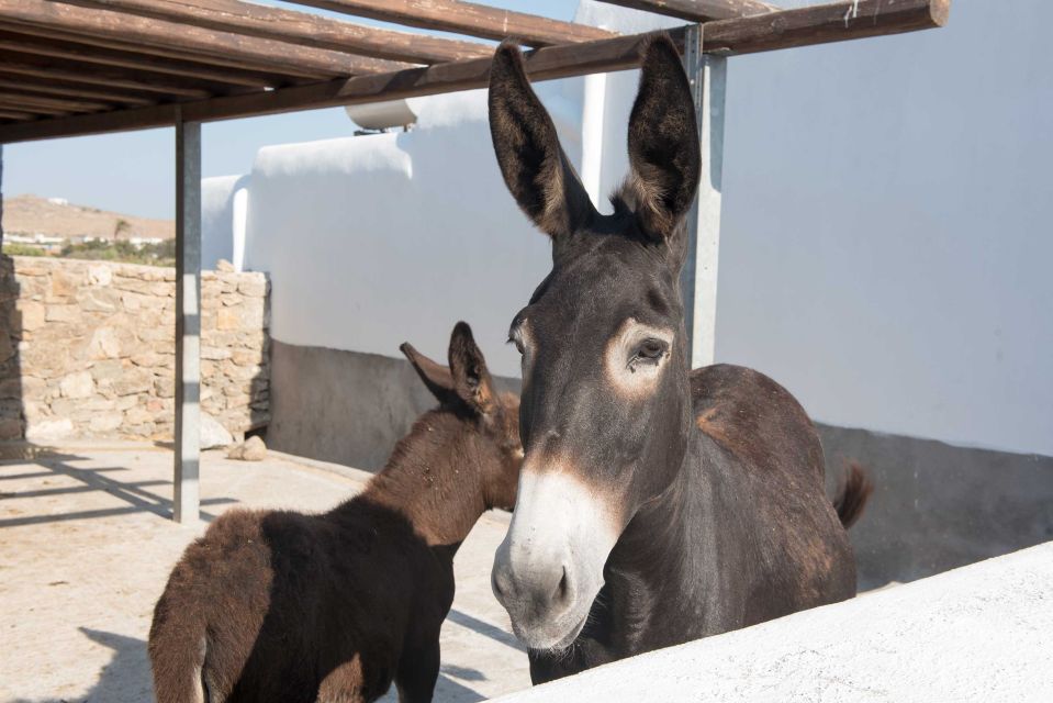 From Mykonos: Ano Mera Farm Tour - Experience Highlights