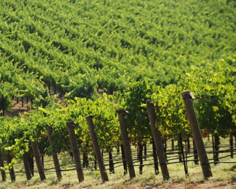 From Napa: Private Wine Tour to Guerneville - Itinerary Highlights