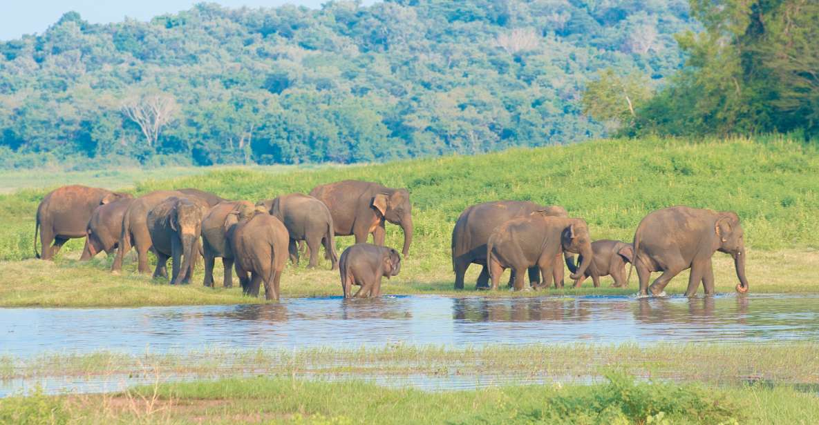 From Negombo: Wilpattu National Park Safari Guided Day Tour - Itinerary and Experience