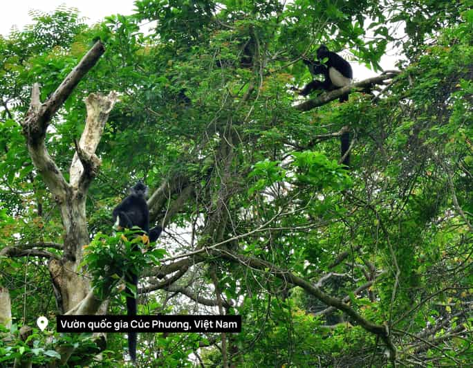 From Ninh Binh: Full Day Discover Cuc Phuong National Park - Itinerary Highlights