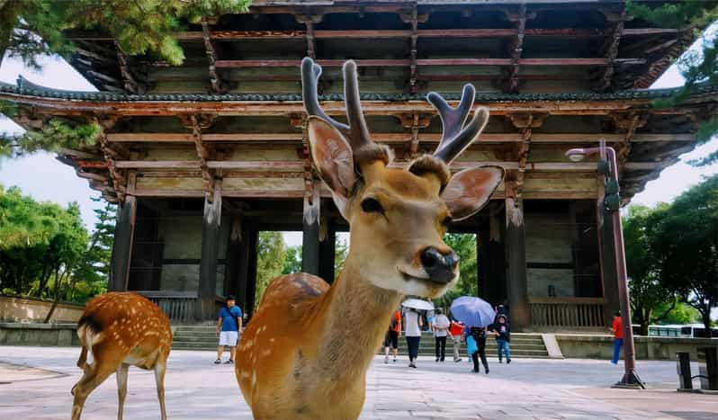 From Osaka: Kyoto and Nara Day Tour With Deer Sightings - Exploring Nara Park