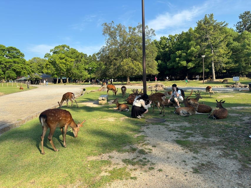 From Osaka/Kyoto: Nara One Day Private Tour - Itinerary Highlights