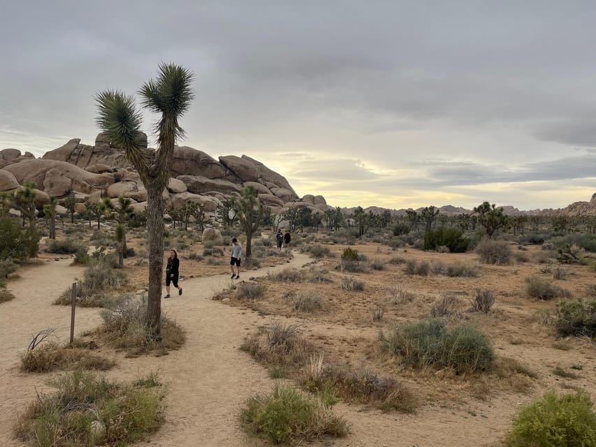 From Palm Springs: Joshua Tree National Park Driving Tour - Experience Highlights