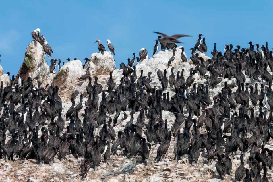 From Paracas: Ballestas Island Marine Wildlife Watching - Key Features of the Tour