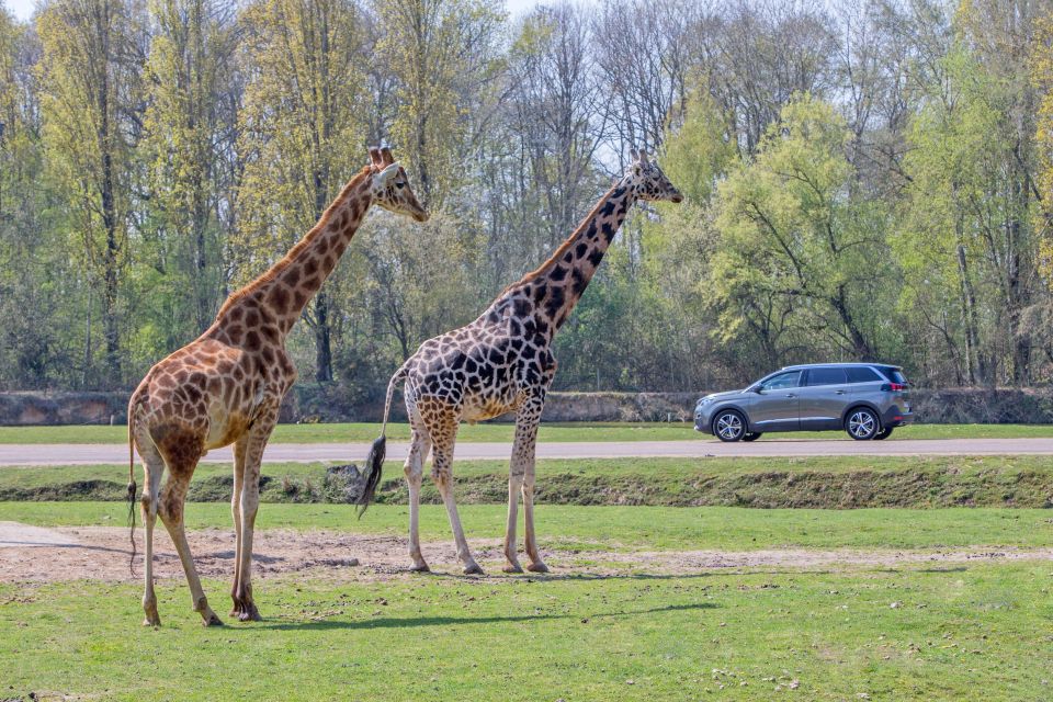 From Paris: Thoiry Park Safari and Castle Tour - Discovering Château De Thoiry