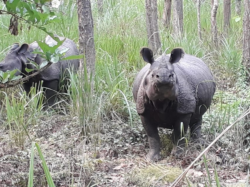 From Pokhara: 2-Day Chitwan National Park Safari Tour - Detailed Itinerary