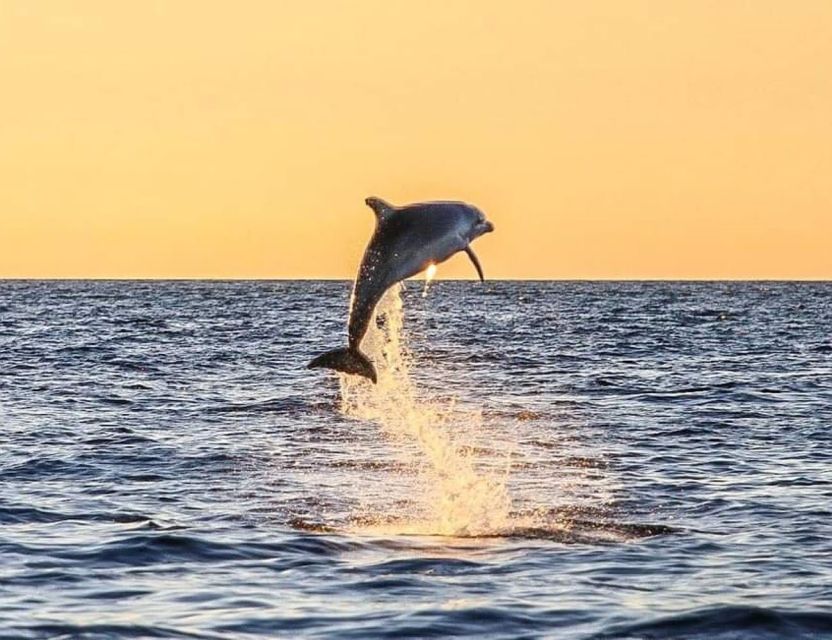 From Poreč: Evening Dolphin Cruise With Welcome Drink - Important Information