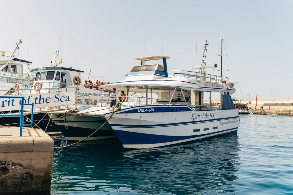 From Puerto Rico De Gran Canaria: Dolphin Watching Cruise - Highlights of the Experience