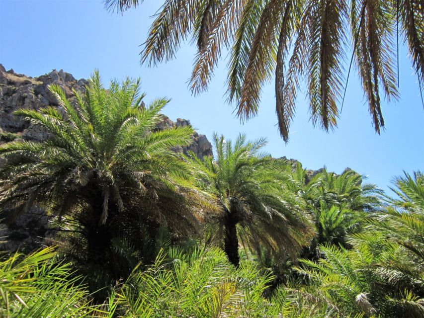 From Rethymno: Preveli Palm Forest Hike and Beach Day Trip - Itinerary and Activities