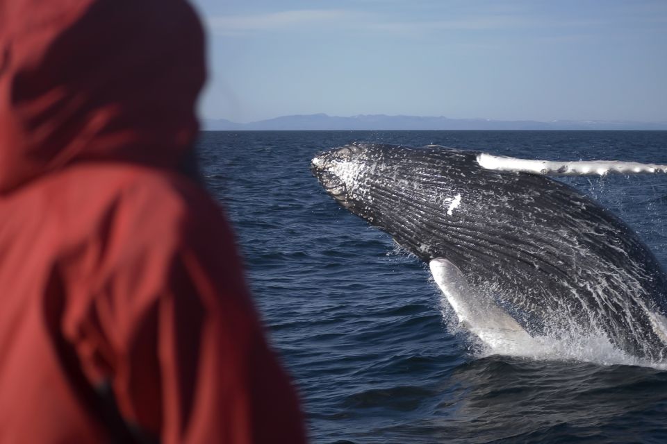 From Reykjavik: Golden Circle and Whale Watching Tour - Itinerary Highlights