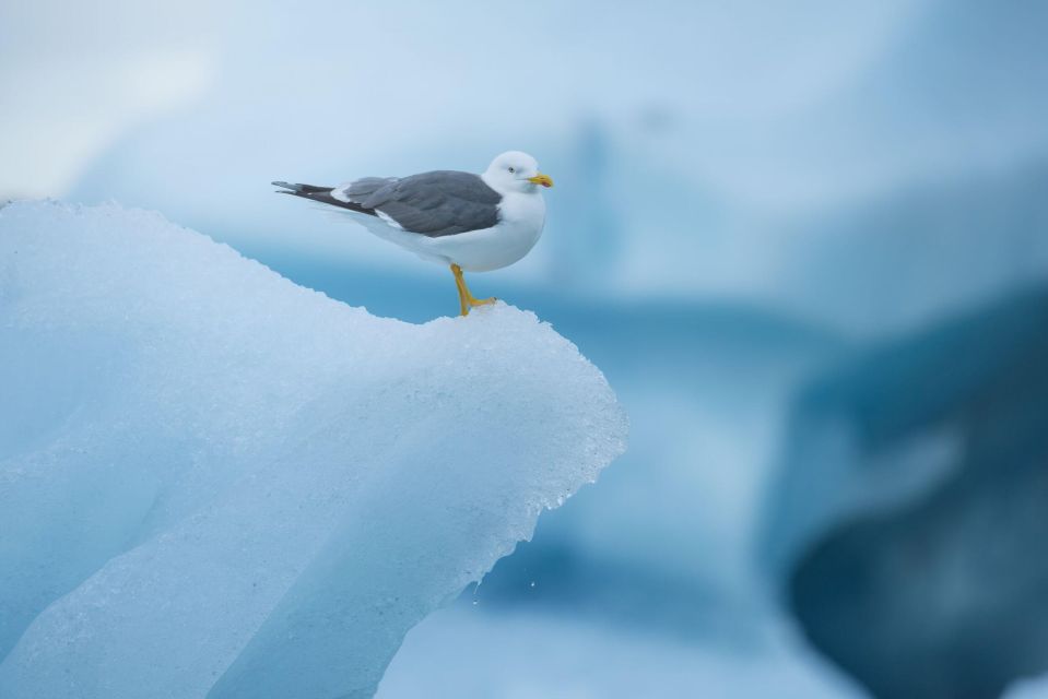 From Reykjavik: Jökulsárlón Glacier Lagoon and Diamond Beach - Itinerary Highlights