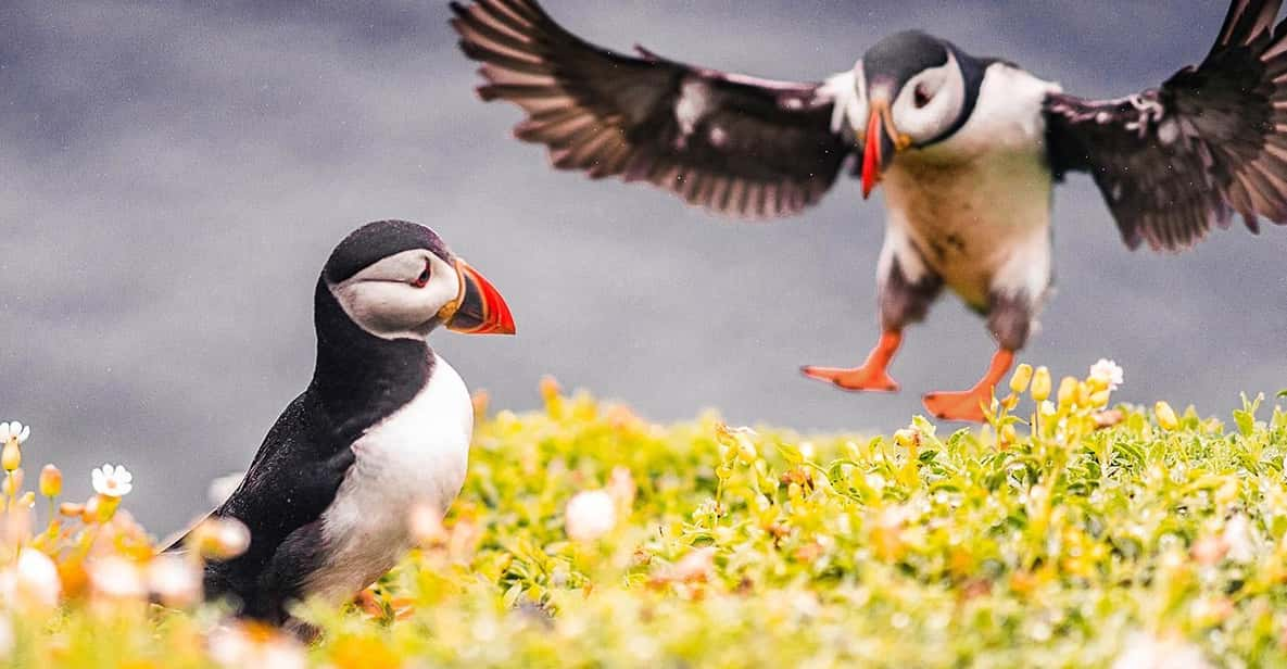 From Reykjavik: Puffin and Volcano Tour in Westman Islands - Itinerary Highlights