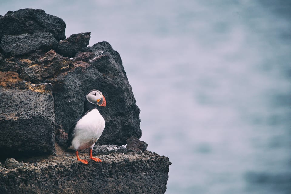 From Reykjavik: Westman Islands and South Coast Private Tour - Itinerary Highlights