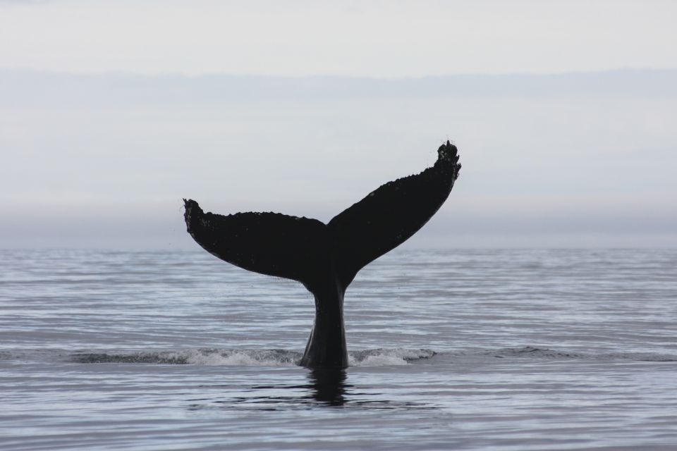 From Reykjavik: Whale and Puffin Watching RIB Boat Tour - Booking Details