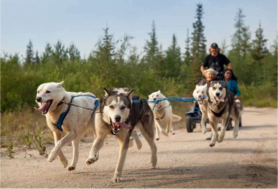 From Rovaniemi: Autumn Husky Safari Adventure - Unique Experience Highlights