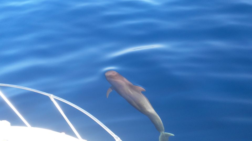 From San Juan Beach : Marine Life Cruise - Experience Highlights