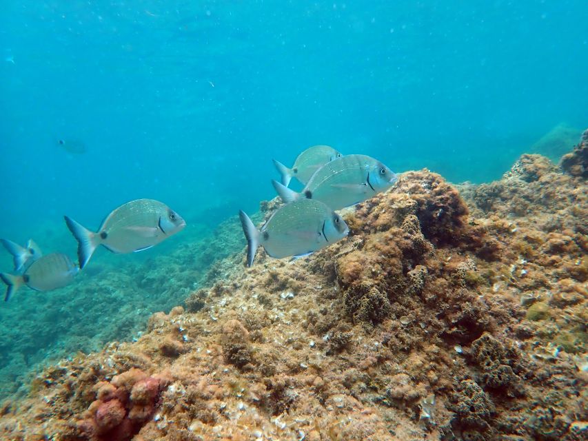 From Santa Pola: Snorkel Trip in Tabarca Island - Departure and Destination