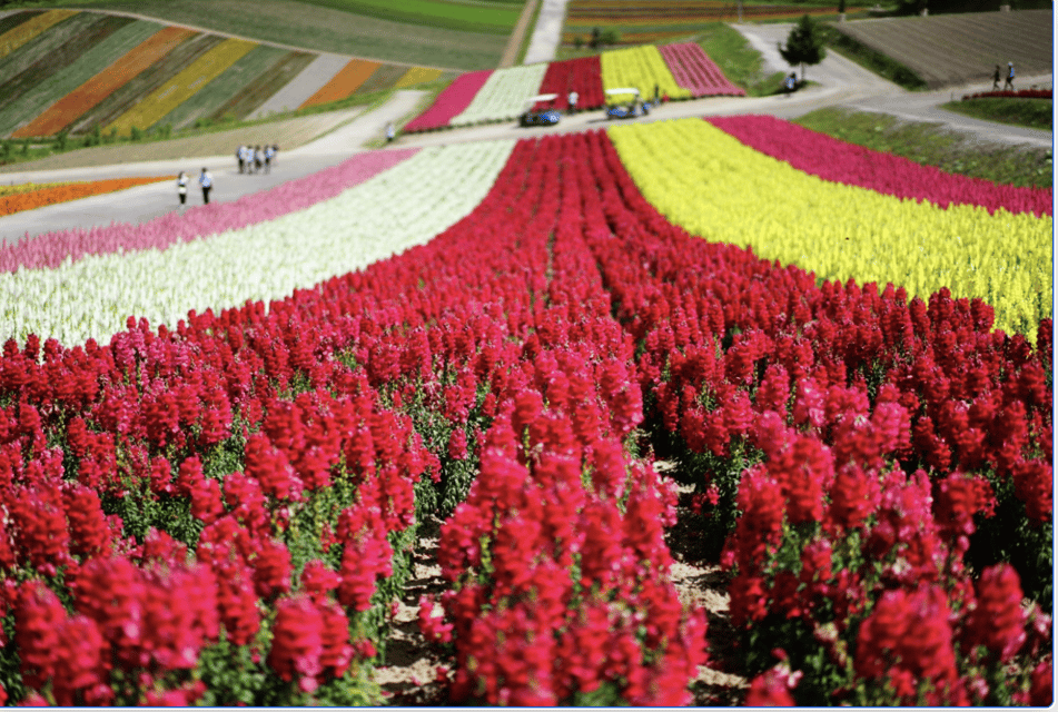 From Sapporo : Hokkaido Furano Tomita Farm Joiner Tour - Shikisai-no-Oka Experience