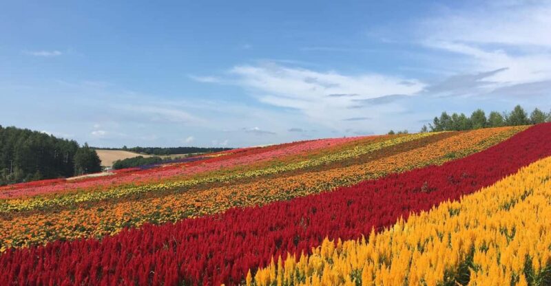 From Sapporo: Private Customized Day Tour to Biei+Furano - Itinerary Highlights