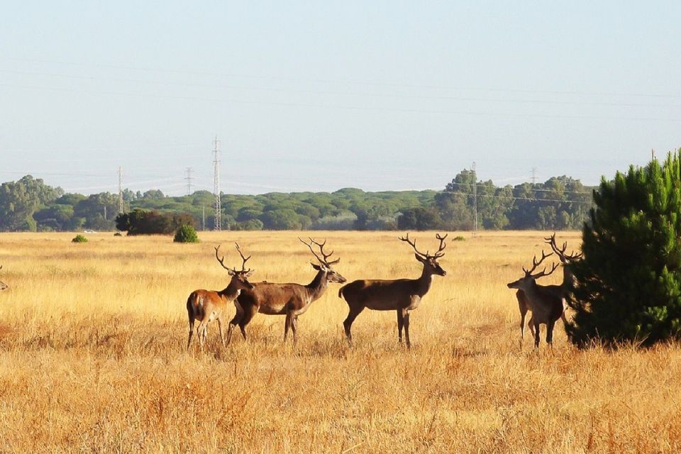 From Seville: Doñana National Park Day Trip - Pricing Details