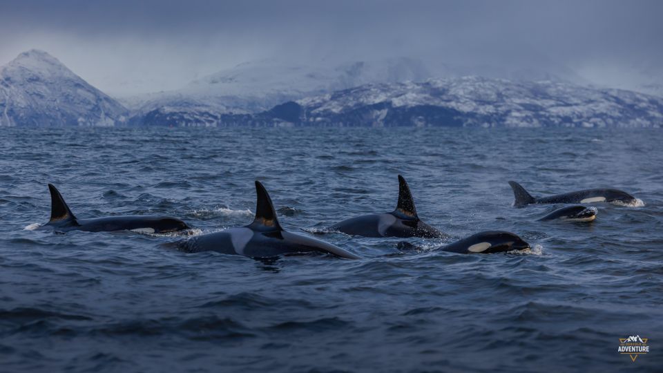 From Skjervøy: Whale Watching in a Heated Cabin Cruiser - Detailed Itinerary