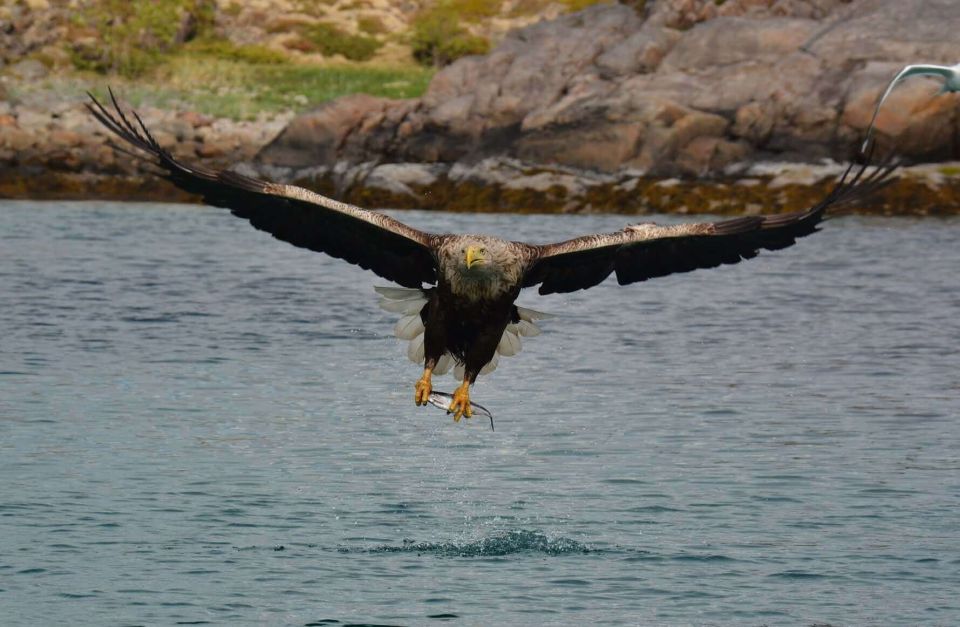 From Svolvær: RIB Sea Eagle Safari Trollfjord Cruise - Departure Details