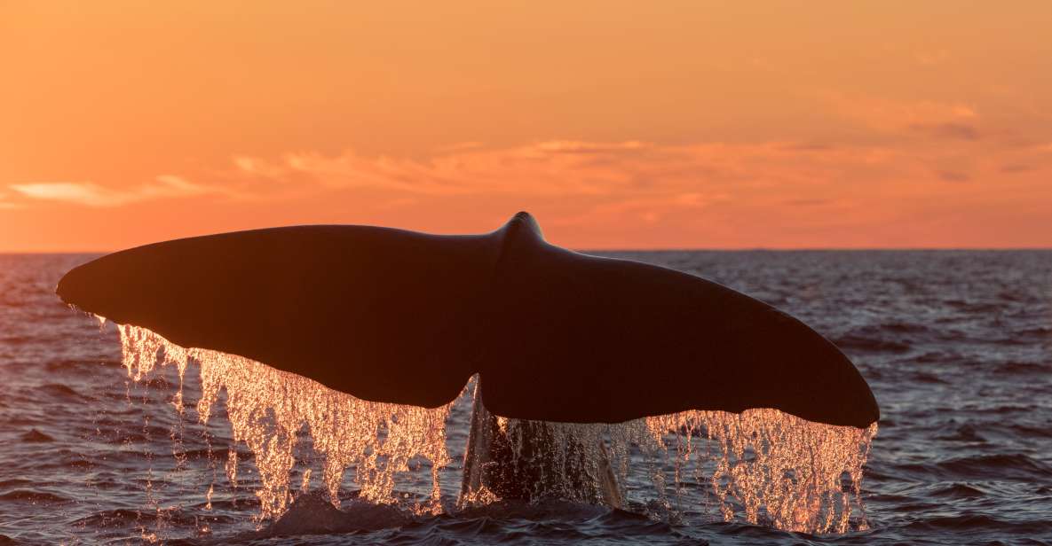 From Svolvær: Whale Watching Day Trip to Andenes - Detailed Itinerary