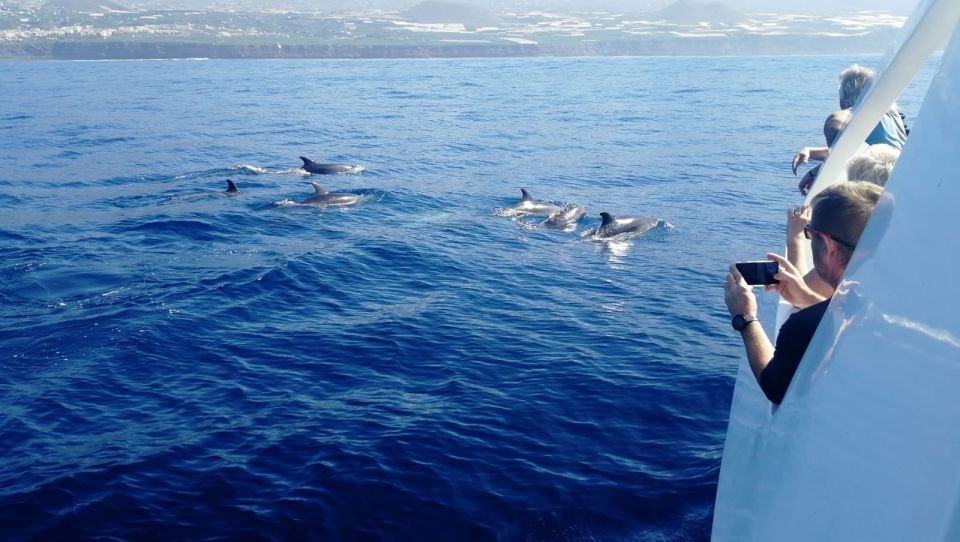 From Tazacorte: Fast Yacht Tour of La Palma - Inclusions and Accessibility