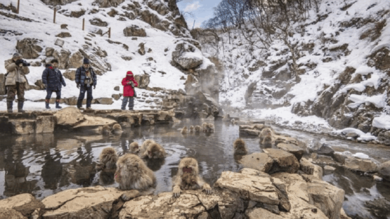 From Tokyo Memorabele Snow Monkey Park & Zenkoji Temple Tour - Important Tour Information