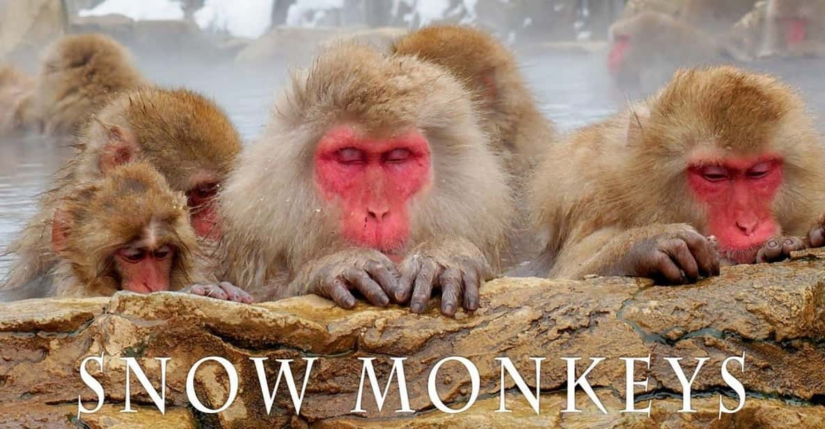 From Tokyo Memorable Snow Monkey Park & Zenkoji Temple Tour. - Transportation and Accessibility