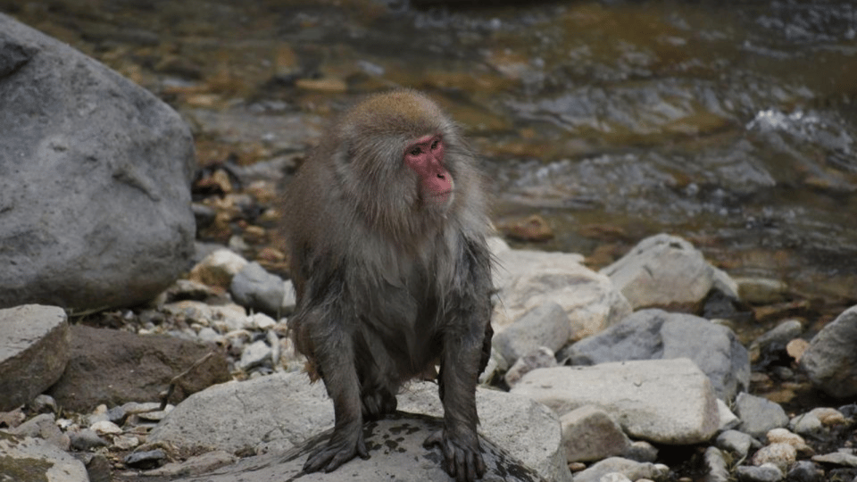 From Tokyo: Private Tour Snow Monkey Park & Zenko-ji Temple - Accessibility Features