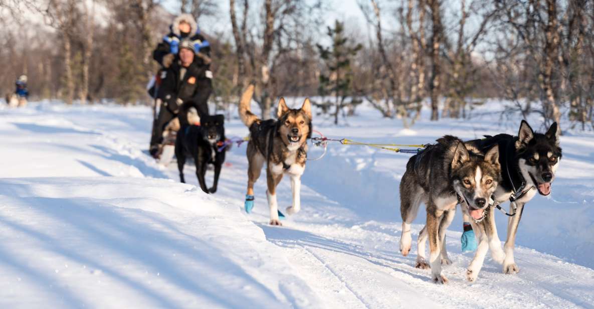 From Tromsø: Fun and Easy Dog Sledding Adventure - Itinerary Details