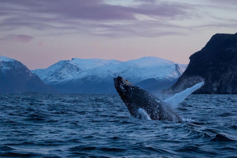 From Tromsø: Overnight Northern Lights & Whale Watching Tour - Highlights of the Experience