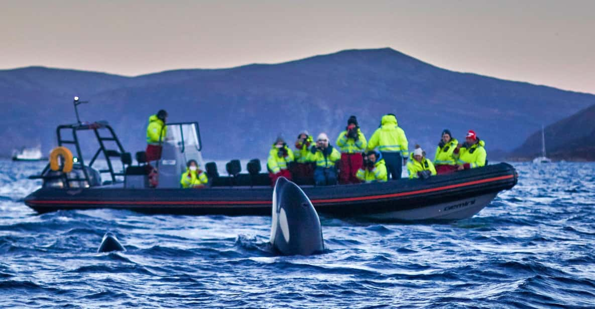 From Tromso: Whale Watching in Magic Skjervoy - Itinerary and Experience