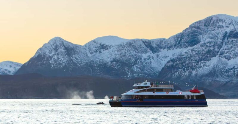From Tromsø: Whale Watching Safari on High-Speed Catamaran - Itinerary Details