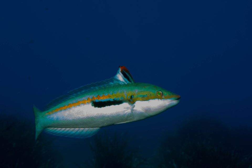 From Vasiliki: Lefkada Snorkeling Tour by Boat - Included in the Tour