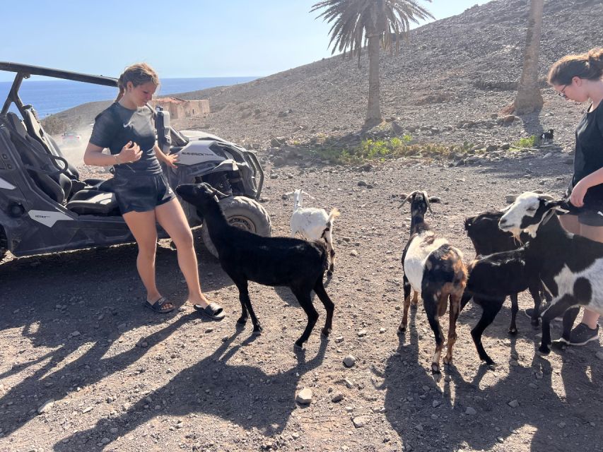 Fuerteventura: Buggy Tour in the South of the Island - Activity Details