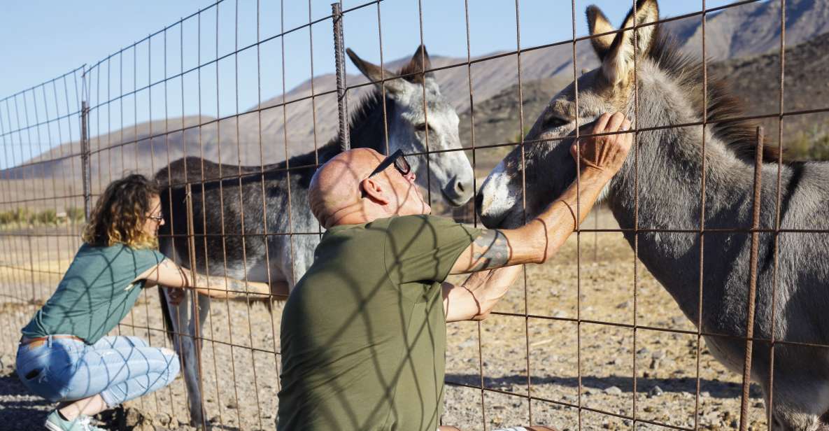 Fuerteventura Organic Farm Guided Tour W/ Optional Lunch - Experience Highlights