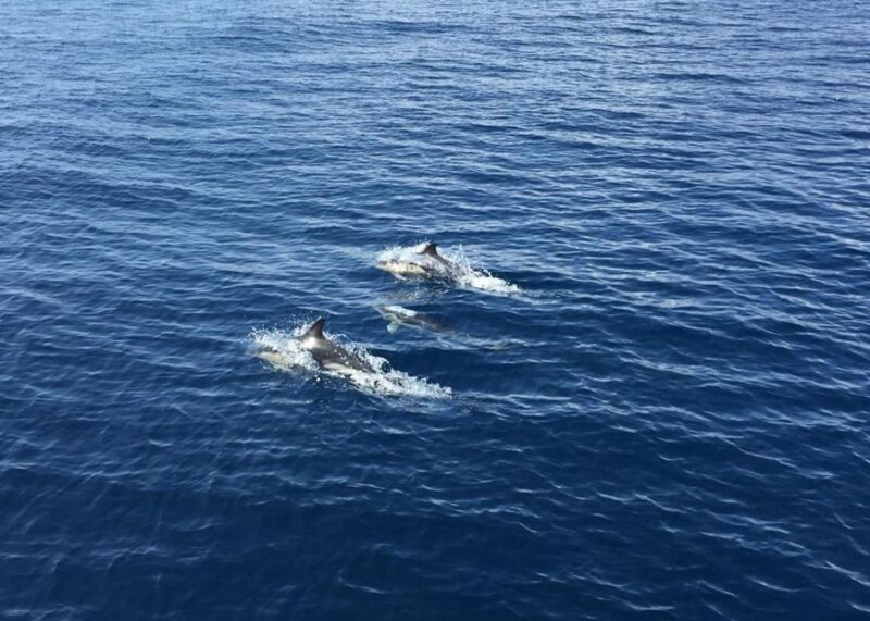 Fuerteventura: Whale & Dolphin Watching Boat Tour With Guide - Booking Information