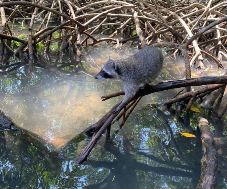 Full Day Barú Island: Mangrove Snorkel Sunset Plankton - Experience Highlights