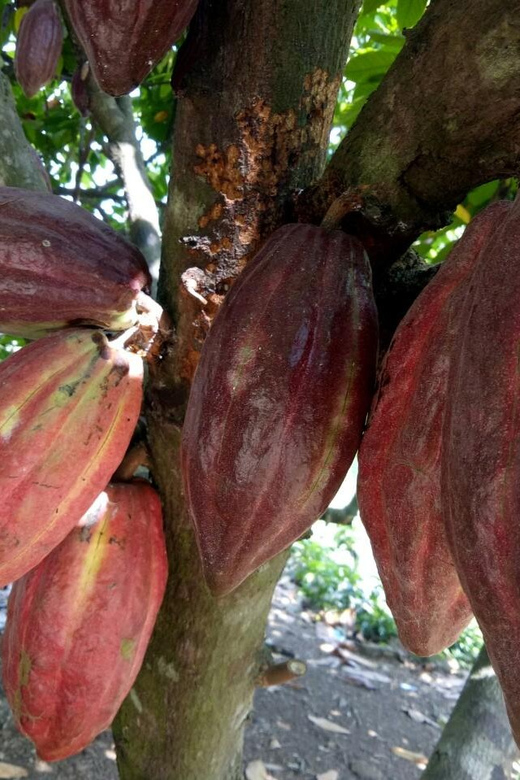 Full Day Experience to Farm and Chocolate - Itinerary and Transportation