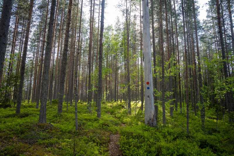 Full Day Hike at Iso-Palonen Nature Reserve - Pricing Details