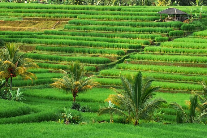 Full Day Private Water Temples Tour in Bali - Inclusions and Transportation