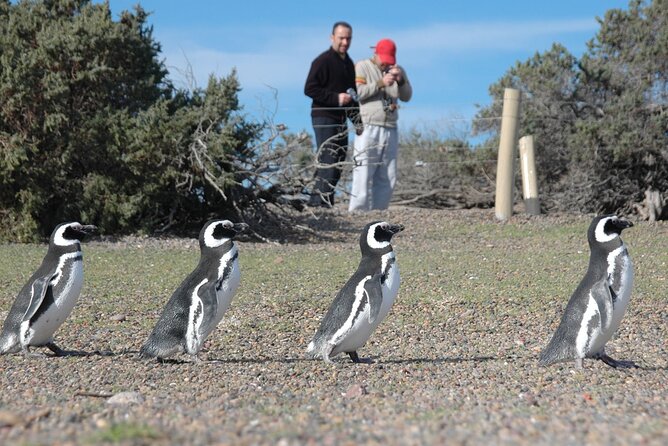 Full Day Punta Tombo - Walking Among Penguins Experience - Madryn - Location and Duration